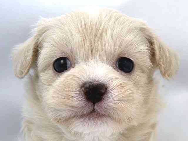 大阪府のハーフ犬・ミックス犬 (ひごペットフレンドリー堺プラットプラット店/2025年9月21日生まれ/男の子/ホワイト)の子犬の1枚目の画像