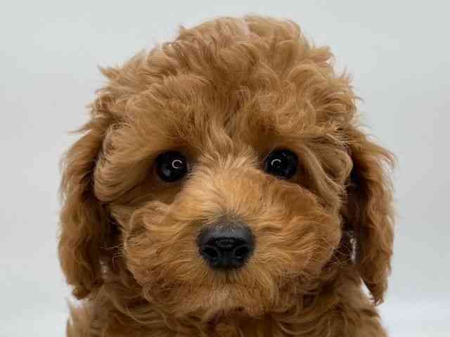 島根県のトイプードル(トイ) (ひごペットフレンドリーイオンモール出雲店/2025年9月18日生まれ/男の子/レッド)の子犬の1枚目の画像