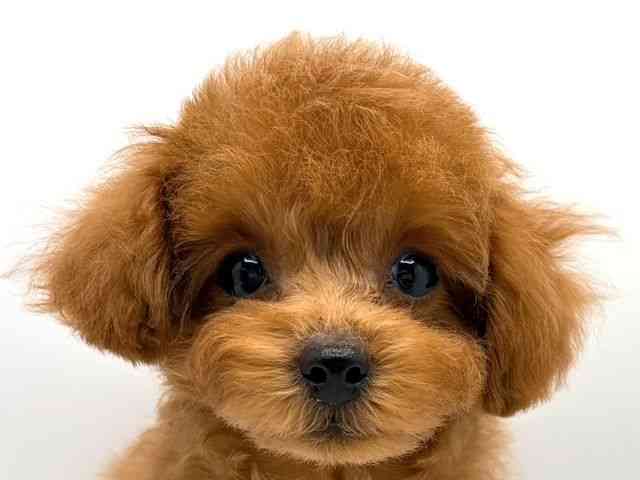 奈良県のトイプードル(トイ) (ひごペットフレンドリー田原本店/2025年9月15日生まれ/男の子/レッド)の子犬の1枚目の画像