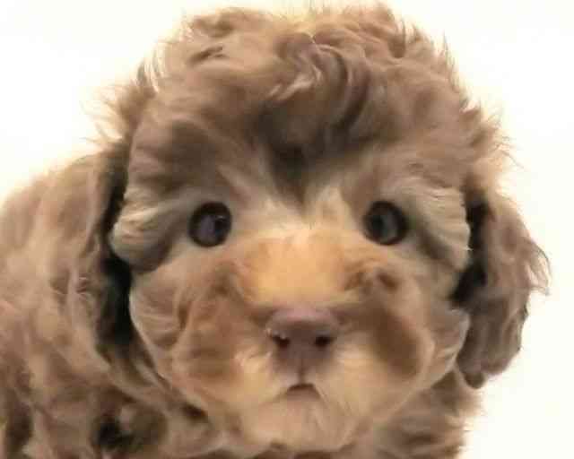 兵庫県のトイプードル(トイ) (ひごペットフレンドリークラウンパーク伊丹店/2025年9月20日生まれ/女の子/ブラウン)の子犬の1枚目の画像