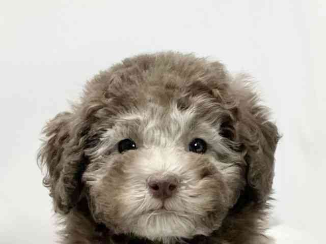 愛媛県のトイプードル(トイ) (ひごペットフレンドリーイオンモール今治新都市店/2025年9月20日生まれ/女の子/ブラウン)の子犬の1枚目の画像