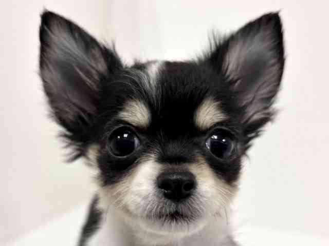 愛知県のチワワ(ロング) (ひごペットフレンドリーイトーヨーカドー知多店/2025年8月30日生まれ/女の子/ブラックタンホワイト)の子犬の1枚目の画像