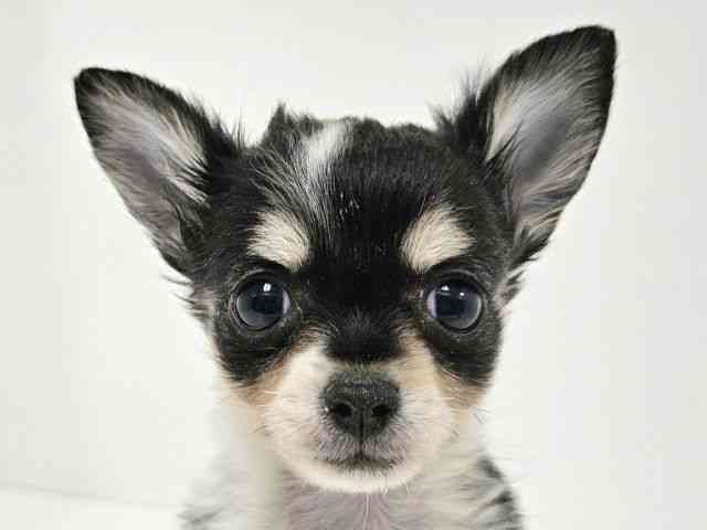 愛知県のチワワ(ロング) (ひごペットフレンドリーイトーヨーカドー知多店/2025年8月30日生まれ/女の子/ブラックタンホワイト)の子犬