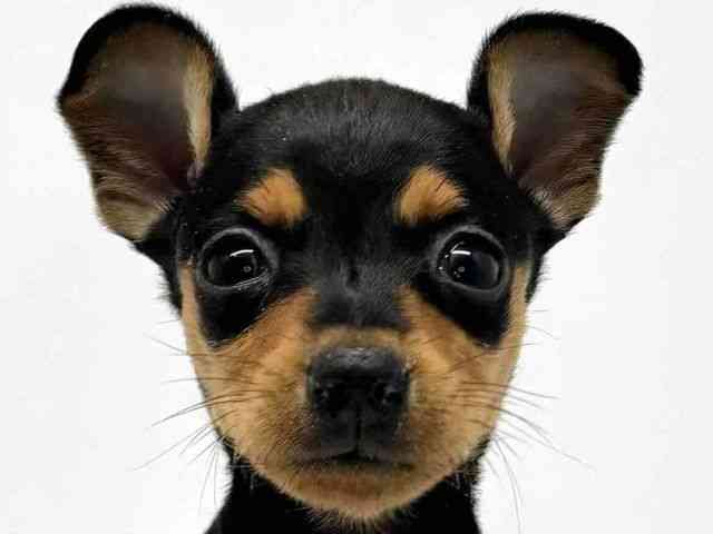 大阪府のミニチュアピンシャー (ひごペットフレンドリーセブンパーク天美店/2025年9月19日生まれ/女の子/ブラックタン)の子犬の1枚目の画像