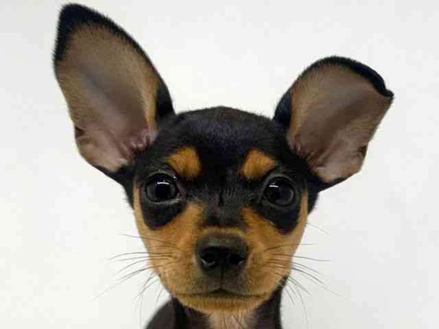 大阪府のミニチュアピンシャー (ひごペットフレンドリーセブンパーク天美店/2025年9月19日生まれ/女の子/ブラックタン)の子犬の1枚目の画像