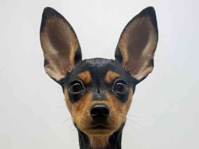 大阪府のミニチュアピンシャー (ひごペットフレンドリーセブンパーク天美店/2025年9月19日生まれ/女の子/ブラックタン)の子犬の1枚目の画像