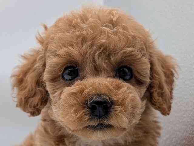 香川県のトイプードル(トイ) (ひごペットフレンドリーゆめタウン高松店/2025年9月17日生まれ/女の子/アプリコット)の子犬の1枚目の画像