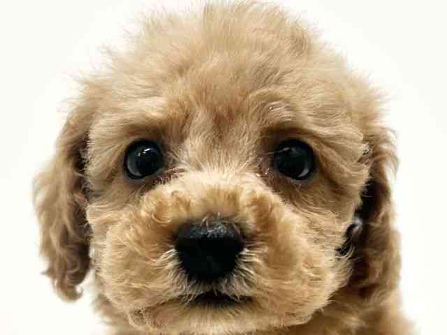 大阪府のトイプードル(トイ) (ひごペットフレンドリーイオン高槻店/2025年9月21日生まれ/男の子/レッド)の子犬の1枚目の画像