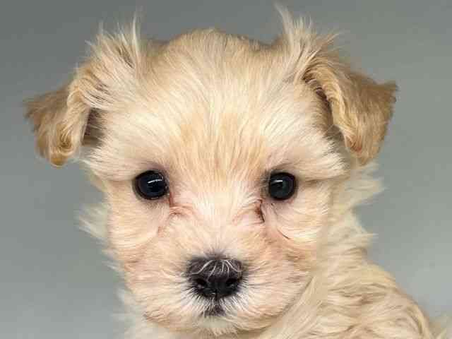 徳島県のマルプー(マルチーズ×プードル) (ひごペットフレンドリーゆめタウン徳島店/2025年9月19日生まれ/女の子/クリーム)の子犬の1枚目の画像