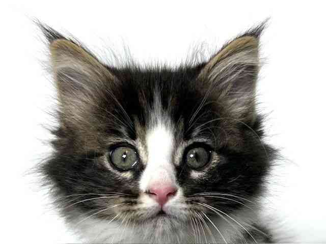 大阪府のノルウェージャンフォレストキャット (ひごペットフレンドリーアクロスプラザ住之江店/2025年9月20日生まれ/男の子/ブラウンタビーホワイト)の子猫の1枚目の画像