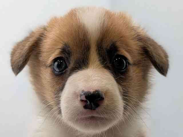 香川県のウェルシュコーギーペンブローク (ひごペットフレンドリーゆめタウン高松店/2025年9月14日生まれ/男の子/レッドホワイト)の子犬の1枚目の画像