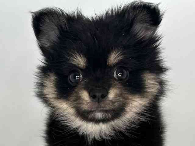 島根県のポメチワ/チワポメ/ポメチー(ポメラニアン×チワワ) (ひごペットフレンドリーイオンモール出雲店/2025年9月22日生まれ/女の子/ブラックタンホワイト)の子犬の1枚目の画像