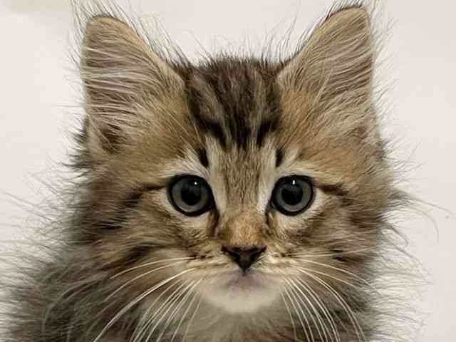 和歌山県のサイベリアン (ひごペットフレンドリーパームシティ和歌山店/2025年9月10日生まれ/男の子/ブラウンタビーホワイト)の子猫の1枚目の画像