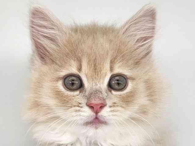 大阪府のラガマフィン (ひごペットフレンドリー泉ヶ丘店/2025年9月21日生まれ/男の子/クリームホワイト)の子猫の1枚目の画像