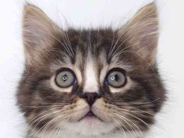 大阪府のラガマフィン (ひごペットフレンドリーいこらもーる泉佐野店/2025年9月21日生まれ/男の子/ブラウンタビーホワイト)の子猫の1枚目の画像