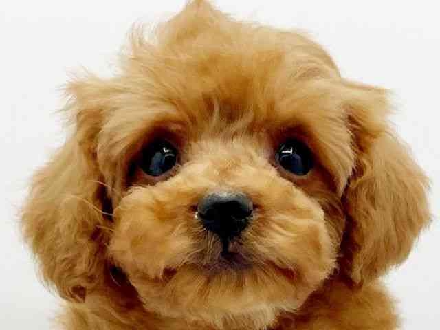 兵庫県のトイプードル(トイ) (ひごペットフレンドリーコロワ甲子園店/2025年9月15日生まれ/女の子/レッド)の子犬