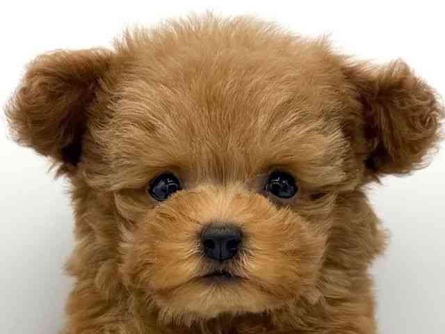 大阪府のトイプードル(トイ) (ひごペットフレンドリーららぽーとEXPOCITY店/2025年9月20日生まれ/男の子/レッド)の子犬の1枚目の画像