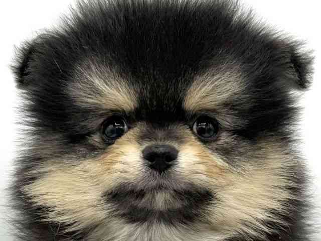 大阪府のポメラニアン (ひごペットフレンドリーららぽーとEXPOCITY店/2025年9月21日生まれ/男の子/ブラックタン)の子犬の1枚目の画像