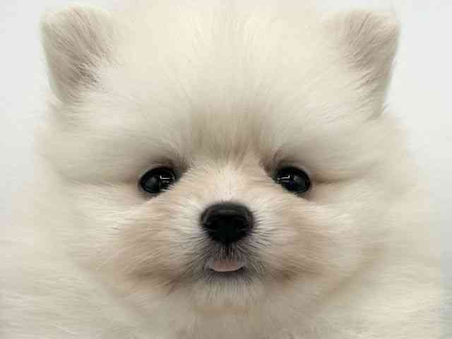 大阪府のポメラニアン (ひごペットフレンドリーららぽーとEXPOCITY店/2025年9月22日生まれ/女の子/クリーム)の子犬の1枚目の画像