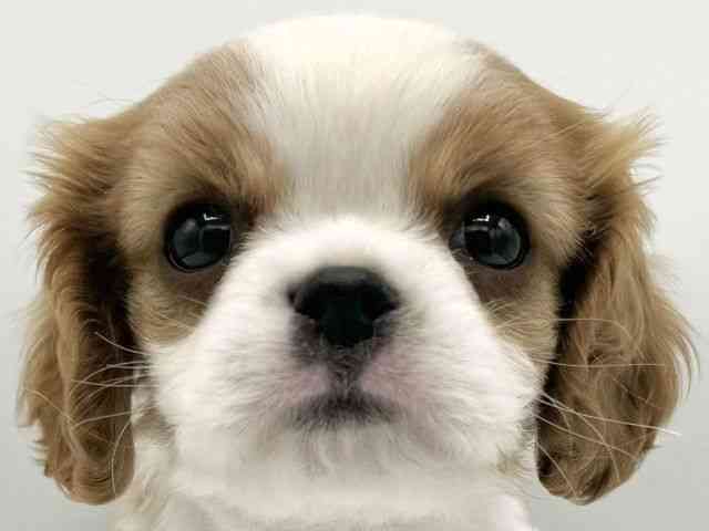 大阪府のキャバリアキングチャールズスパニエル (ひごペットフレンドリーららぽーとEXPOCITY店/2025年9月22日生まれ/男の子/ブレンハイム)の子犬の1枚目の画像