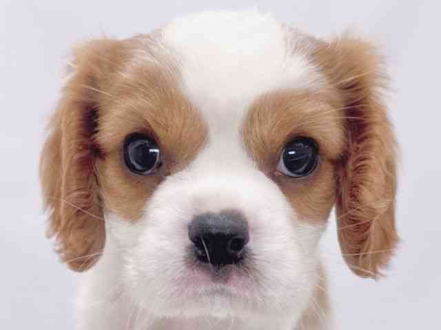 大阪府のキャバリアキングチャールズスパニエル (ひごペットフレンドリーイズミヤショッピングセンター千里丘店/2025年9月22日生まれ/男の子/ブレンハイム)の子犬