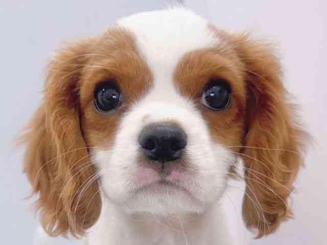 大阪府のキャバリアキングチャールズスパニエル (ひごペットフレンドリーイズミヤショッピングセンター千里丘店/2025年9月22日生まれ/男の子/ブレンハイム)の子犬の1枚目の画像
