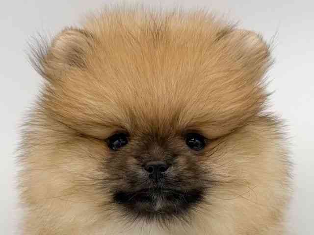 大阪府のポメラニアン (ひごペットフレンドリーららぽーとEXPOCITY店/2025年9月20日生まれ/女の子/オレンジ)の子犬の1枚目の画像