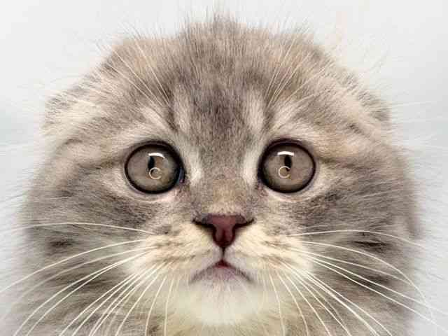 京都府のスコティッシュフォールド (ひごペットフレンドリー洛北阪急スクエア店/2025年9月18日生まれ/女の子/ブルーパッチドタビ－＆ホワイト)の子猫の1枚目の画像