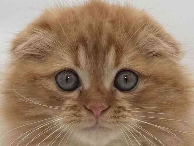 大阪府のスコティッシュフォールド (ひごペットフレンドリーイオンそよら海老江店/2025年9月18日生まれ/男の子/レッドタビー)の子猫の1枚目の画像