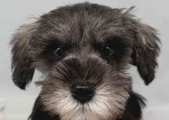 鳥取県のミニチュアシュナウザー (ひごペットフレンドリーイオンモール鳥取北店/2025年9月21日生まれ/女の子/ソルトペッパー)の子犬の1枚目の画像