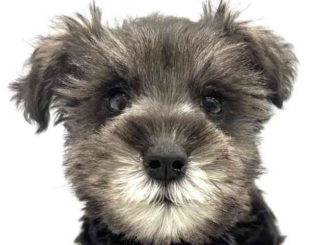 大阪府のミニチュアシュナウザー (ひごペットフレンドリーイオンタウン茨木太田店/2025年9月21日生まれ/女の子/ソルトペッパー)の子犬の1枚目の画像