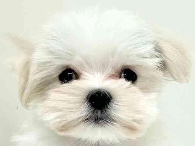 兵庫県のマルチーズ (ひごペットフレンドリーブルメールHAT神戸店/2025年9月18日生まれ/男の子/ホワイト)の子犬