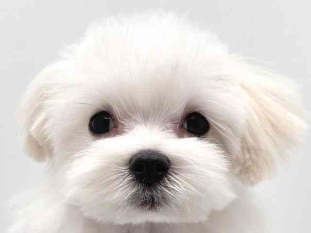 奈良県のマルチーズ (ひごペットフレンドリー田原本店/2025年9月18日生まれ/男の子/ホワイト)の子犬の1枚目の画像