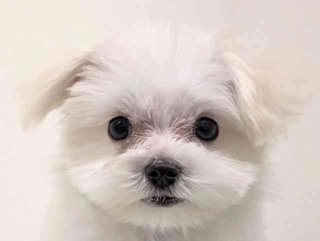 福岡県のマルチーズ (ひごペットフレンドリーリバーウォーク北九州店/2025年9月18日生まれ/男の子/ホワイト)の子犬の1枚目の画像