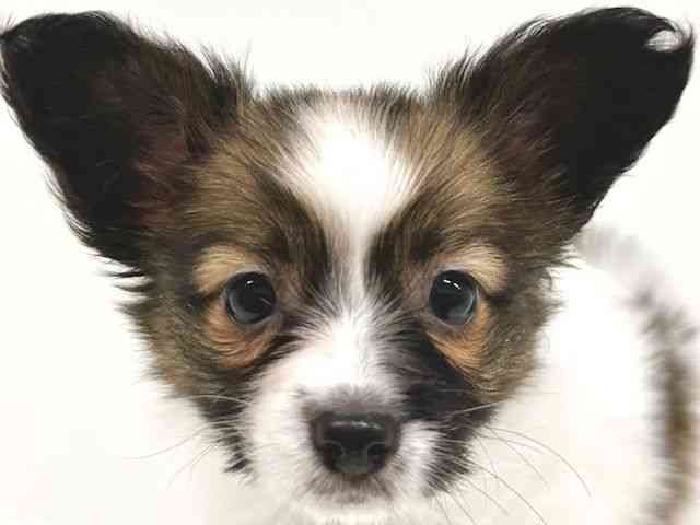 福岡県のパピヨン (ひごペットフレンドリーリバーウォーク北九州店/2025年9月21日生まれ/女の子/ホワイトブラウン)の子犬