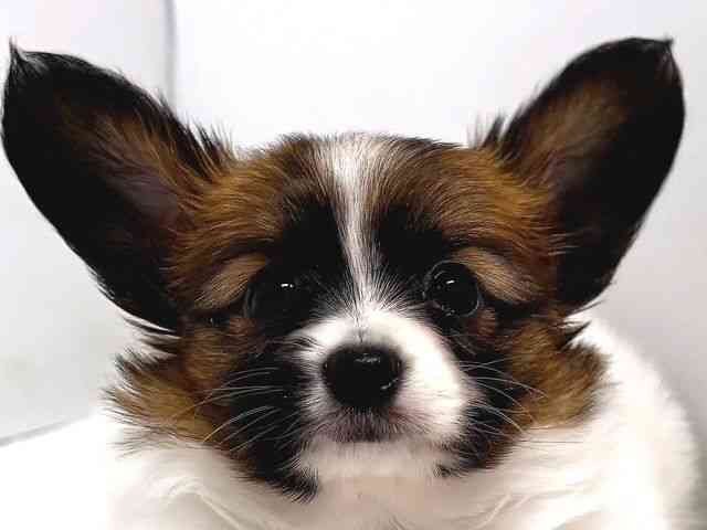 奈良県のパピヨン (ひごペットフレンドリー奈良パワーシティ店/2025年9月21日生まれ/男の子/ホワイトブラウン)の子犬