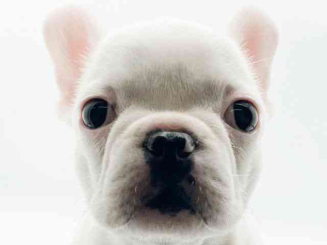 兵庫県のフレンチブルドッグ (ひごペットフレンドリーコロワ甲子園店/2025年9月18日生まれ/女の子/パイド)の子犬の1枚目の画像