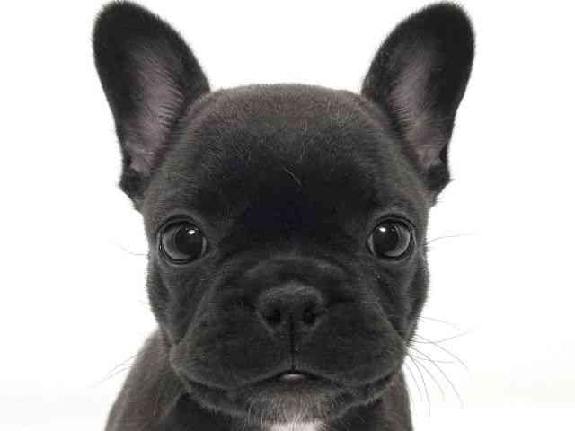 大阪府のフレンチブルドッグ (ひごペットフレンドリーイオンそよら海老江店/2025年9月18日生まれ/女の子/ブリンドル)の子犬