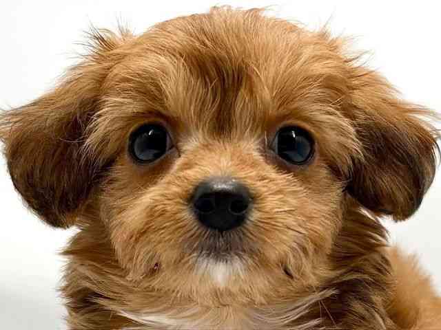 大阪府のチワプー/プーチー(チワワ×プードル) (ひごペットフレンドリー東淀川店/2025年9月21日生まれ/男の子/レッドホワイト)の子犬の1枚目の画像