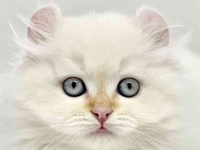 兵庫県のアメリカンカール (ひごペットフレンドリークラウンパーク伊丹店/2025年9月19日生まれ/男の子/レッドタビーホワイト)の子猫の1枚目の画像