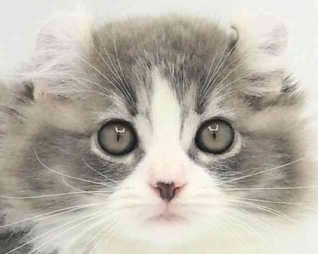 兵庫県のアメリカンカール (ひごペットフレンドリークラウンパーク伊丹店/2025年9月19日生まれ/男の子/ブルーホワイト)の子猫の1枚目の画像