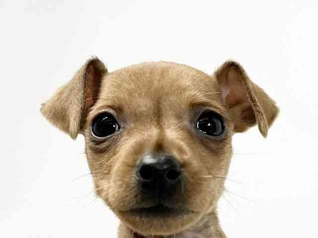 愛媛県のミニチュアピンシャー (ひごペットフレンドリーイオンモール今治新都市店/2025年9月22日生まれ/女の子/レッド)の子犬の1枚目の画像