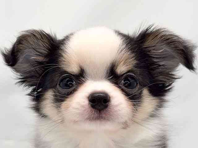 京都府のチワワ(ロング) (ひごペットフレンドリー洛北阪急スクエア店/2025年9月20日生まれ/男の子/ブラックタンホワイト)の子犬の1枚目の画像