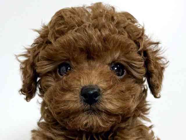 兵庫県のトイプードル(トイ) (ひごペットフレンドリーイトーヨーカドー明石店/2025年9月19日生まれ/男の子/レッド)の子犬の1枚目の画像