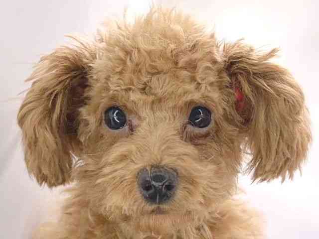 京都府のトイプードル(トイ) (ひごペットフレンドリー洛北阪急スクエア店/2025年9月19日生まれ/女の子/レッドフォーン)の子犬の1枚目の画像