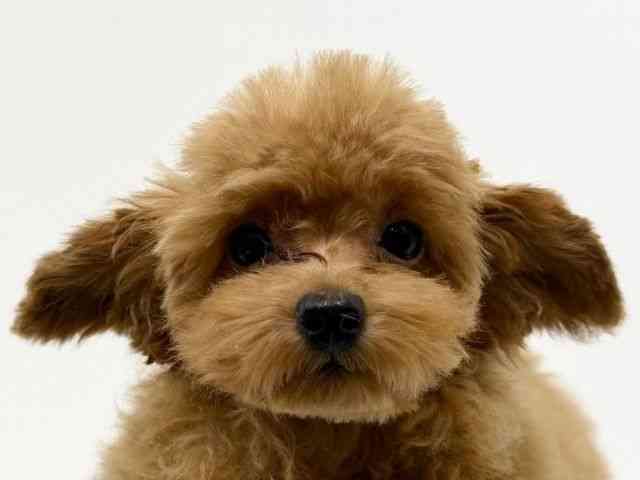 兵庫県のトイプードル(トイ) (ひごペットフレンドリーブルメールHAT神戸店/2025年9月19日生まれ/女の子/レッドフォーン)の子犬の1枚目の画像