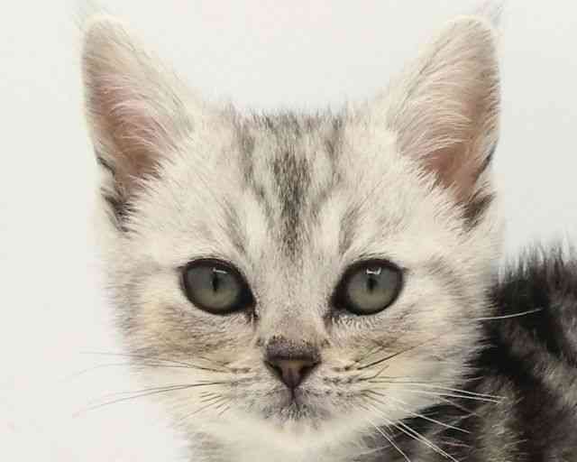 兵庫県のアメリカンショートヘアー (ひごペットフレンドリークラウンパーク伊丹店/2025年9月3日生まれ/女の子/シルバータビー)の子猫の1枚目の画像