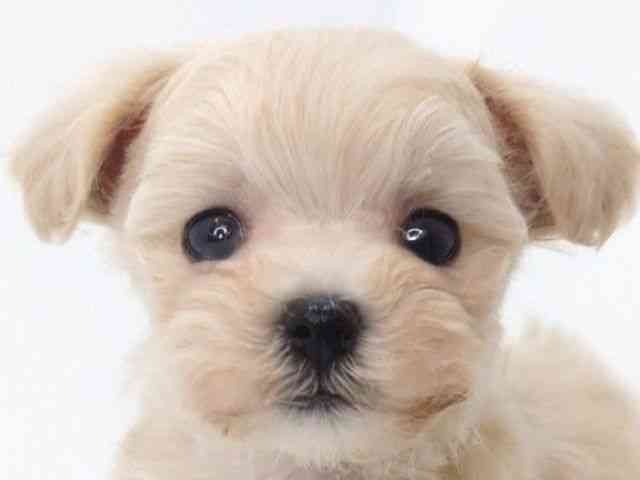 大阪府のハーフ犬・ミックス犬 (ひごペットフレンドリーいこらもーる泉佐野店/2025年9月22日生まれ/男の子/フォーン)の子犬の1枚目の画像