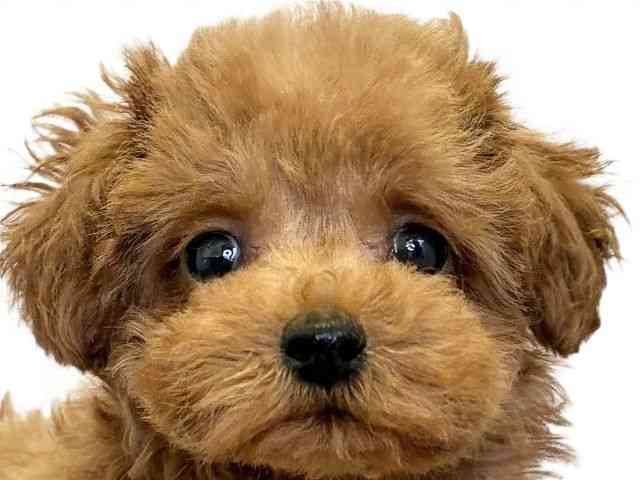 愛媛県のトイプードル(トイ) (ひごペットフレンドリーエミフルMASAKI店/2025年9月22日生まれ/男の子/レッド)の子犬の1枚目の画像