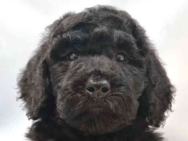 大阪府のスタンダードプードル (ひごペットフレンドリー堺プラットプラット店/2025年9月20日生まれ/女の子/ブラック)の子犬の1枚目の画像